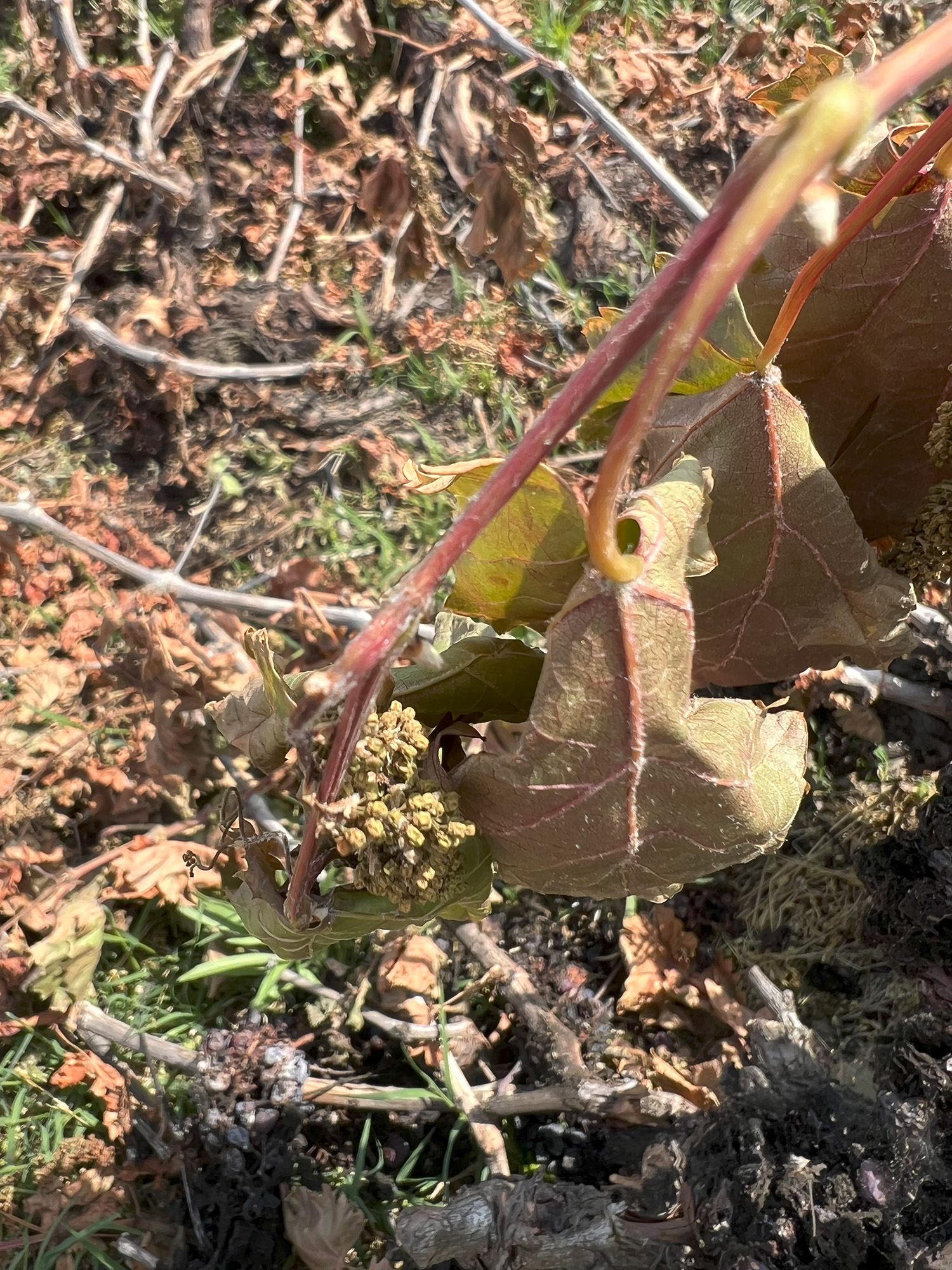 Call safety-dead grape vine