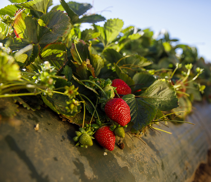 Durell_211018_CSC_ramos_english_watsonville_1265